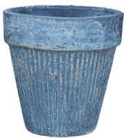 lily-blue