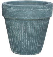 lily-green
